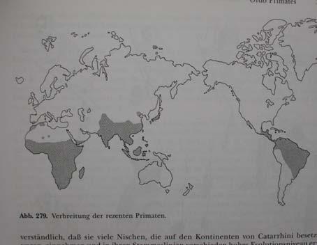 recentní výskyt primátů (kromě člověka) entotympanicum