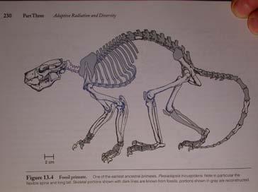 Plesiadapis Primates systematika I [ ] fosilie, ( ) subfosilie Strepsirrhini (= Prosimiae, Lemuroidea) Plesiopithecidae [1] eocen Afrika Daubentoniidae 1 recent Madagaskar