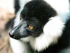 Komory recent: 4 rody, 12 druhů denní lemuři Lemuridae I Lemur Lemur catta nejvíce