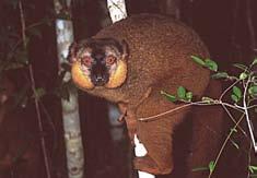 pouze Madagaskar 2 rody, 4 10 druhů Eulemur stromoví lemuři osrstěné scrotum perianální