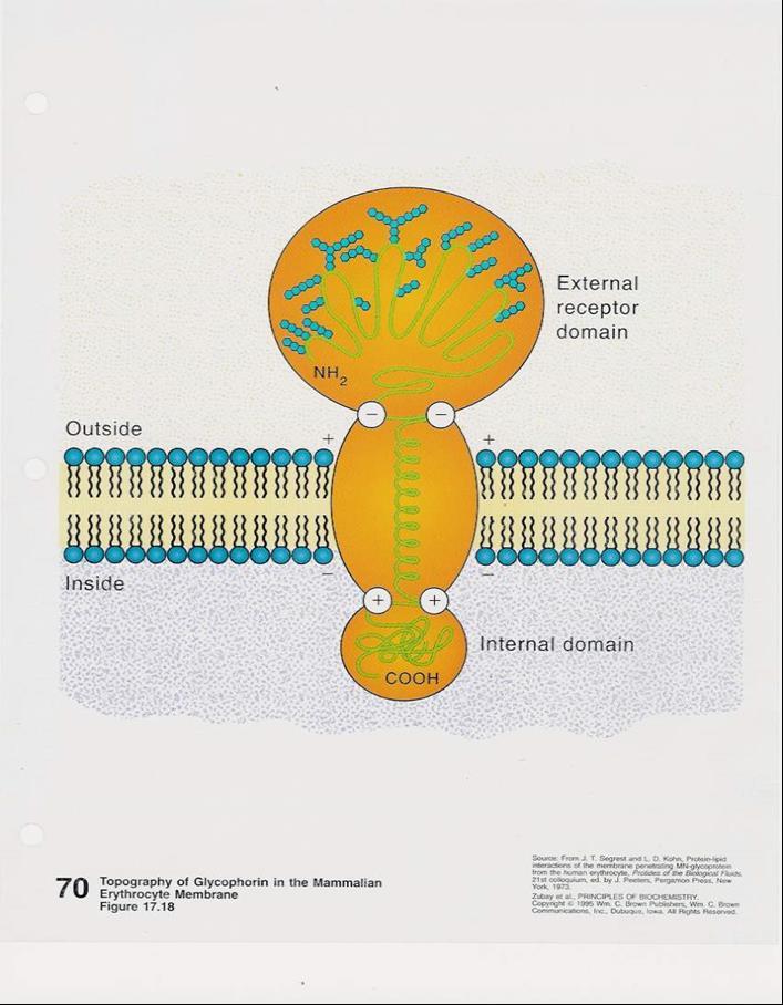 MEMBRÁNOVÉ BÍLKOVINY periferní a integrální lipoproteiny