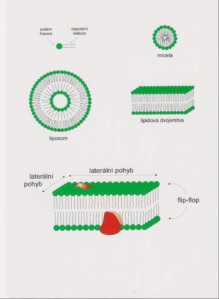 lipidové rafty: obohacení cholesterolem a sfingolipidy