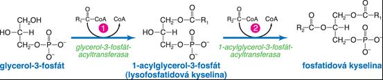 Synthesa fosfatidátů aktivace