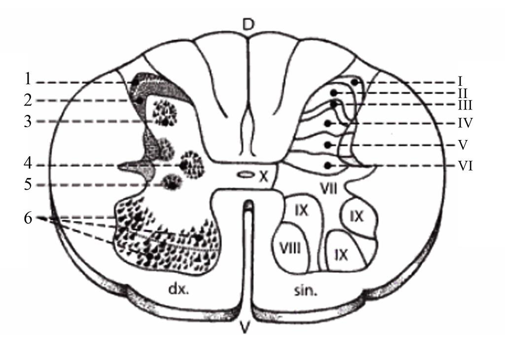 cornua lateralia a cornua posteriora, které v prostoru vytvářejí míšní sloupce columnae anteriores, columnae laterales a columnae posteriores (Druga, Petrovický, 989).