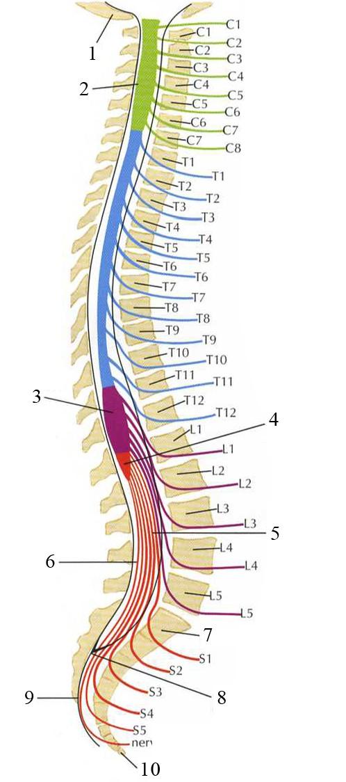 Příloha Vztah mezi míšními segmenty a obratlovými těly páteře u dospělého jedince (Netter, 2003) Tabulka 2: Anatomie míšních segmentů Míšní segment 92 Báze lebeční 2