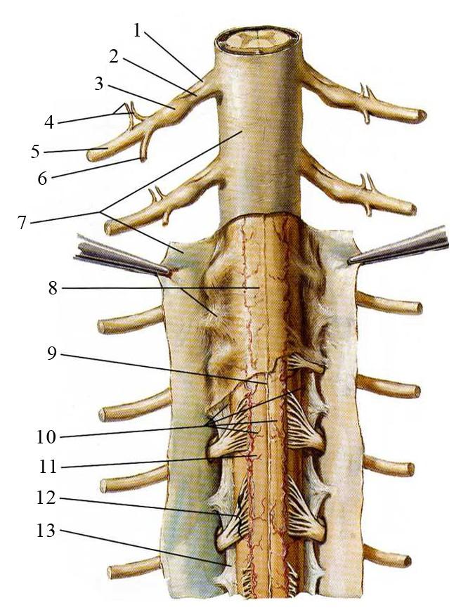 Příloha 2 Obaly míchy a spinálních nervů (Netter, 2003) Tabulka 3: Obaly nervů a míchy (Netter, 2003) Obal Radix anterior nervi spinalis 2 Radix posterior nervi spinalis 3 Ganglion spinale 4 Ramus