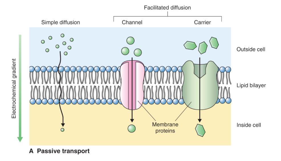 Prostá difúze roztoky se pohybuji volně přes PM ve směru gradientu elektrochemického potenciálu (ve směru koncentračním spádu) 15 Usnadněná difúze