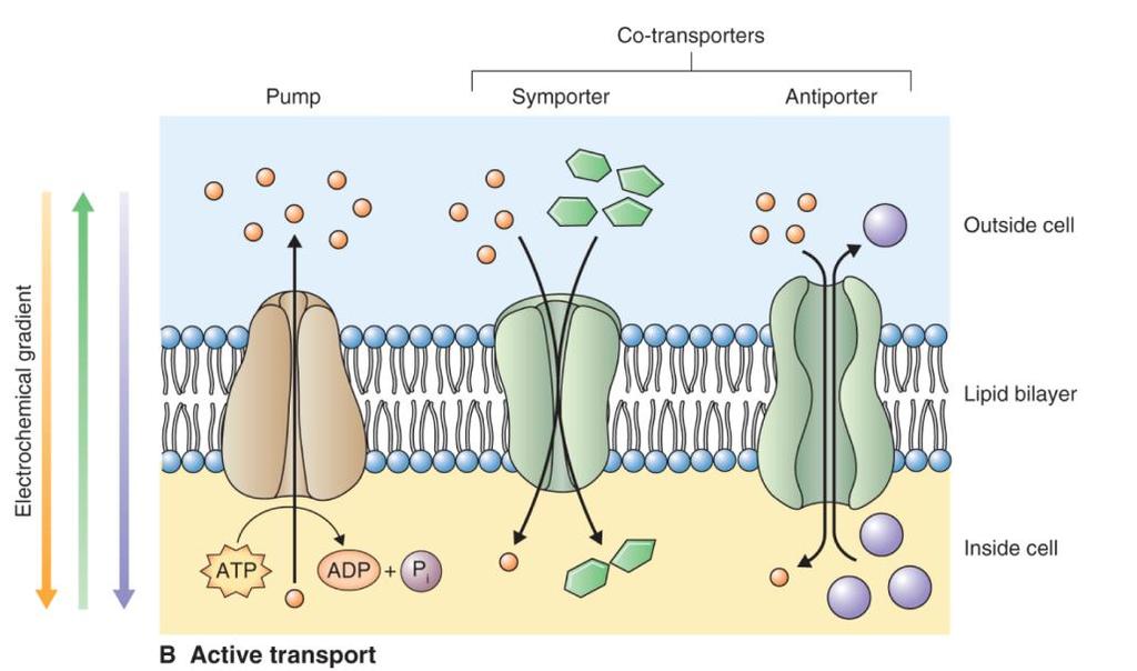 Pohyb roztoků proti gradientu jejich elektrochemického potenciálu = aktivní transport vyžadující buněčnou energii 16 Primární aktivní transport hydrolyzován ATP nebo pyrofosfát k uvolnění