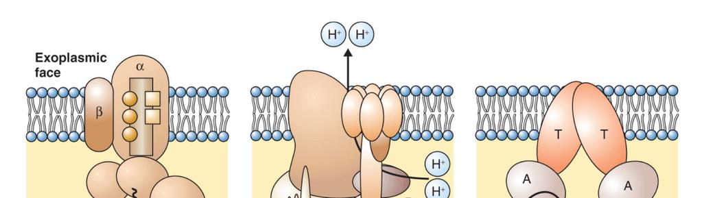 Pumpy hydrolyzující ATP 18 P-typ