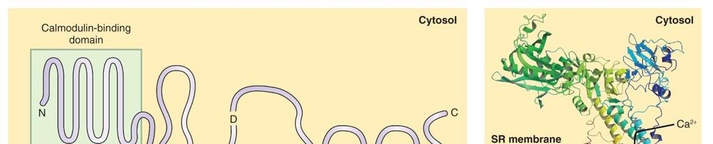 Ca 2+ -ATPáza reguluje hladinu cytozolického vápníku (50 200 nm) 22 Pumpuje Ca 2+ z cytozolu do