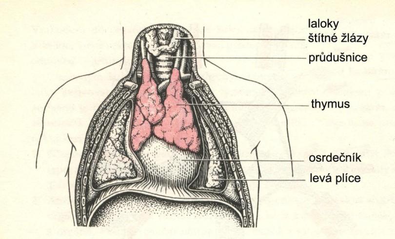 mechanismem - fagocytóza je rozhodující pro přijetí transplantátu pro potlačení imunity se používají imunosupresiva nepřiměřené imunitní reakce - alergie působí-li