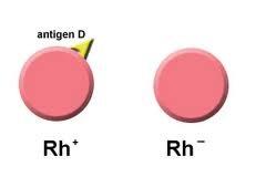 těhotenství: matka Rh negativní a plod Rh