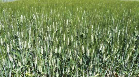 PŠENICE JARNÍ TVRDÁ křížení s vysoce kvalitní odrůdou Rosadur IS Duragold IS Duragold je, krátce stébelná odrůda jarní tvrdé pšenice.