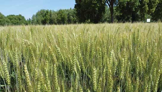 PŠENICE OZIMÁ Capnor x SO 449 IS Gordius IS Gordius je pozdní osinatá pšenice vyššího typu, zařazuje se v nabídce Istropol Solary a.s. mezi pozdnější pšenice. Je to klasový typ odrůdy s nižší až í.