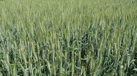 PŠENICE JARNÍ Lona x Aranka IS Jarissa IS Jarissa je, plastická osinatá odrůda jarní pšenice vhodná i do sušších oblastí, kde dosahuje velmi dobrých výsledků.