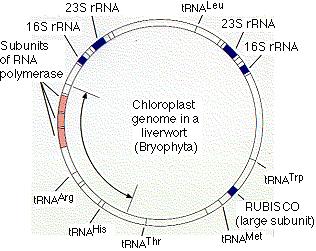 ryniofyty jsou vývojový stupeň (parafyletická skupina).