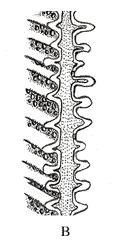 oddělení Zosterophyllophyta Spodnodevonští předchůdci plavuní mikrofylních rostlin. Telomy dichotomicky větvené, vysoké až 50 cm.