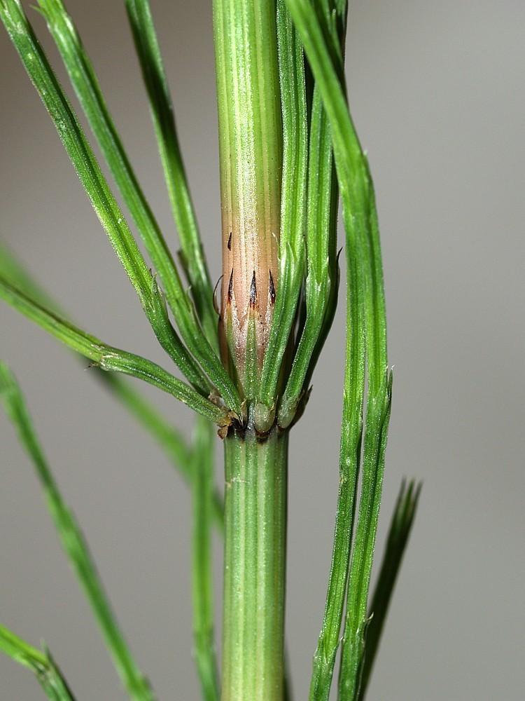 Equisetum arvense L.