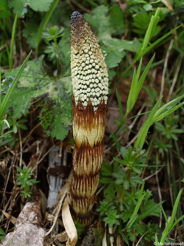 Equisetum telmateia