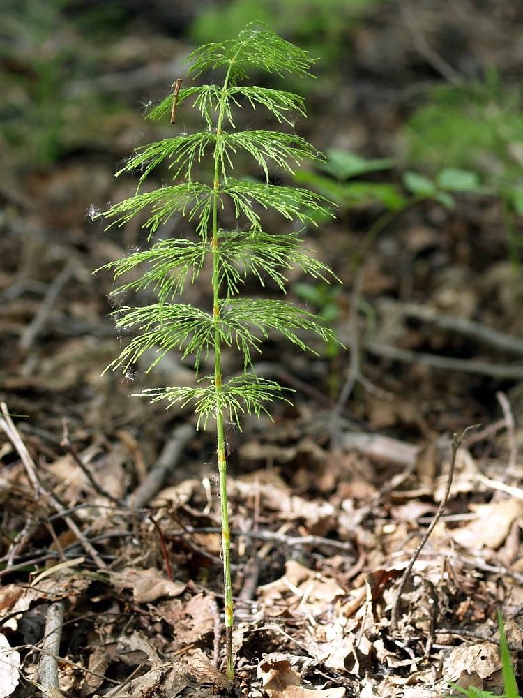 Equisetum