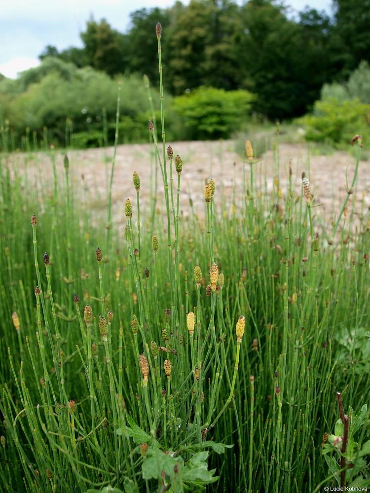 Equisetum