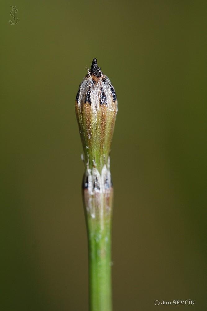 Equisetum