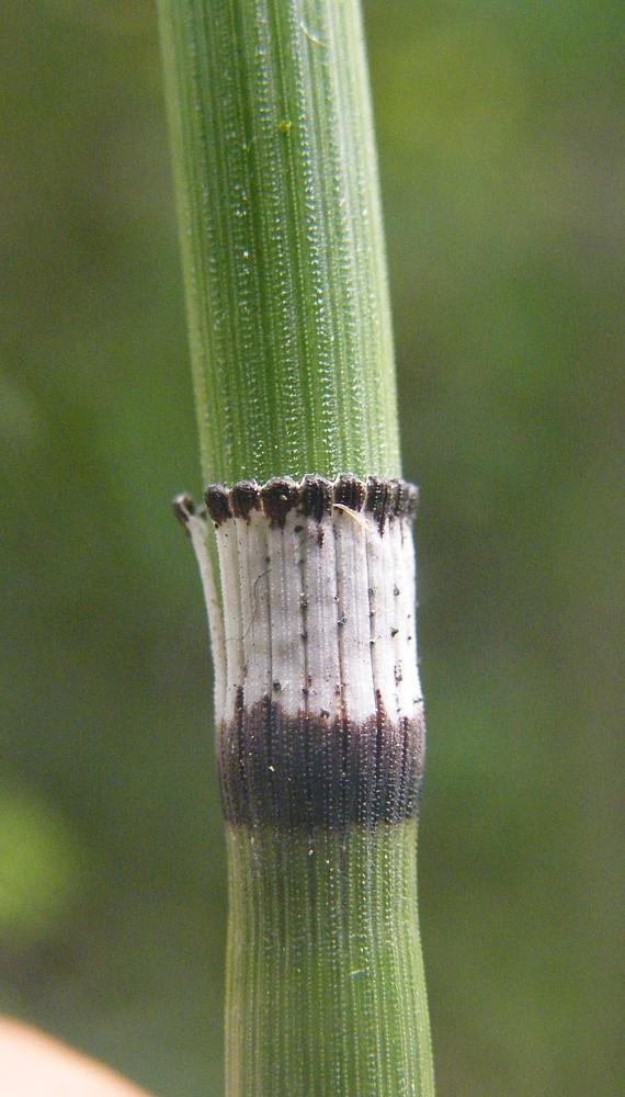 Equisetum hyemale L.