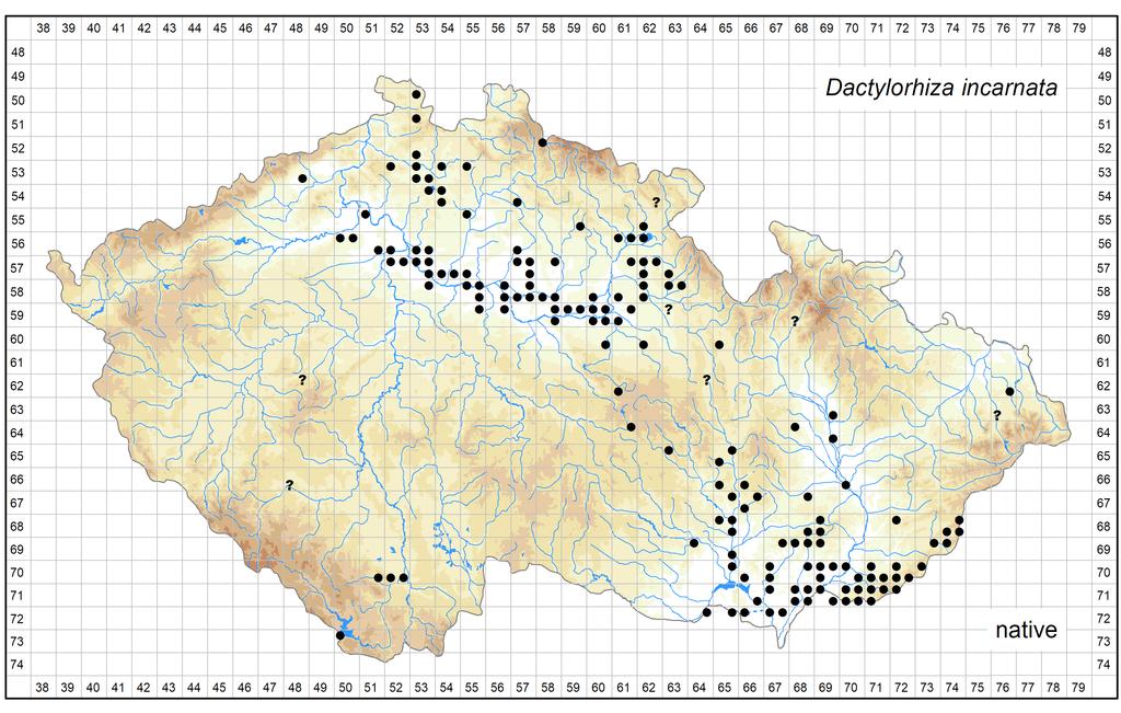 Distribution of Dactylorhiza incarnata in the Czech Republic Author of the map: Adam Kantor, Bohumil Trávníček, Vojtěch Taraška Map produced on: 08-08-2017 Database records used for producing the