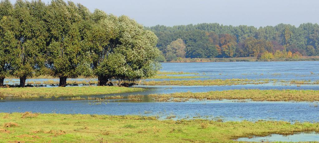 Akce 13: Zlepšit řízení lovených populací 13a) Komise a členské státy budou udržovat a obnovovat rybí populace na úrovni, při které lze dosáhnout maximálního udržitelného výnosu ve všech oblastech, v