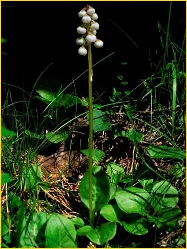 Plant community changes presence humus layer is strongest