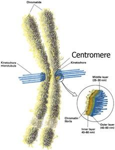 Stavba chromozomu TELOMERA satelit SEKUNDÁRNÍ KONSTRIKCE (NOR organizátor jadérka) p RAMÉNKO (kratší raménko) CENTROMERA (primární konstrikce)