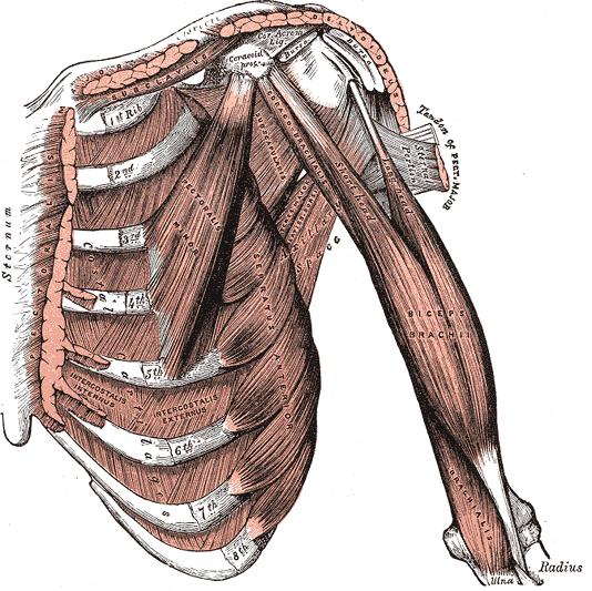 Anatomie - m. biceps -m.