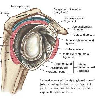 glenohumerale, šlachou m.