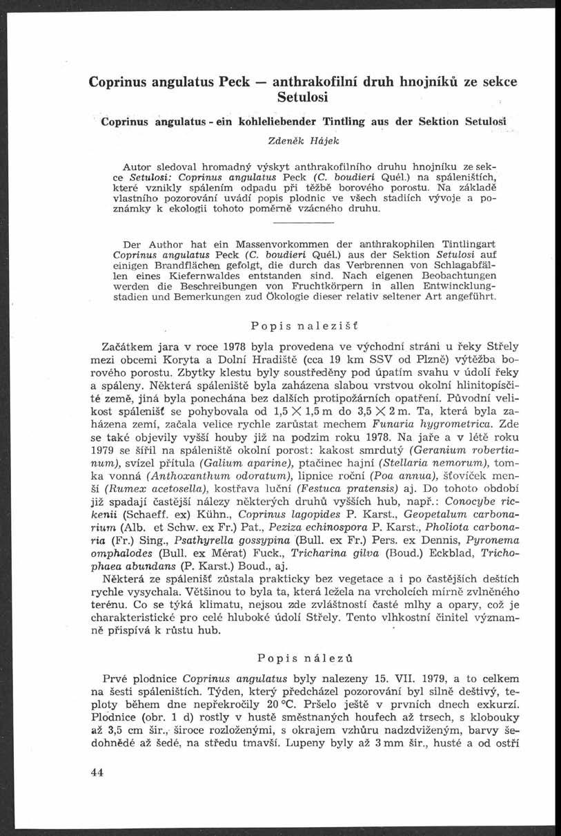 Coprinus angulatus Peck anthrakofilní druh hnojníků ze sekce Setulosi Coprinus angulatus - ein kohleliebender Tintling aus der Sektion Setulosi Zdeněk Hájek Autor sledoval hromadný výskyt