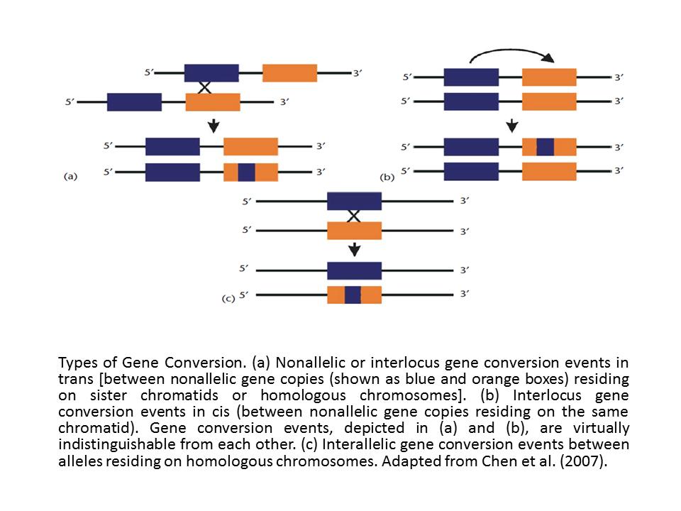 genová konverze jev probíhající většinou na genových duplikátech v rámci jedince!