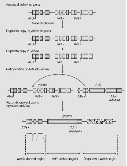 Původ genu Jingwei - vznik před 2 mil let, drosophila - základem yellow emperor - duplikace a retro-včlenění Adh - Adh terminační signál - degenerace exonů