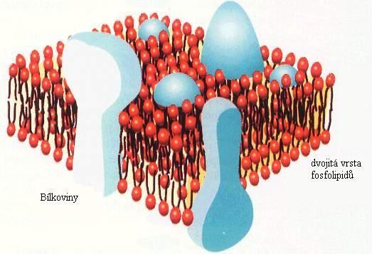 Cytoplasmatická membrána Složena z dvojité vrstvy fosfolipidu a různých bílkovin Bílkoviny se uplatňují v transportu živin do buňky v respiračních