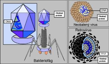 Virus nejjednodušší živý útvar bez buněčné stavby obsahuje jediný