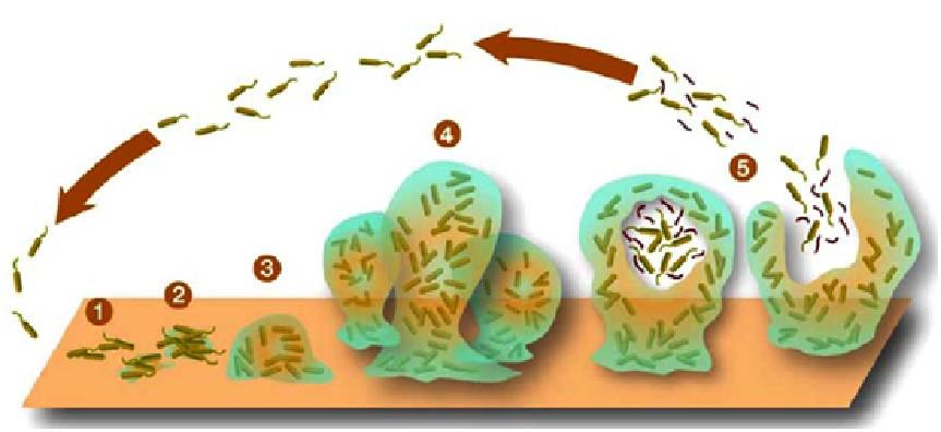 Typy růstu Růst bakterií v podobě biofilmu Biofilmy jsou strukturovaná mikrobiální společenství, uložená v mezibuněčné hmotě a adherující