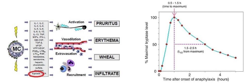 Tryptáza β-tryptáza - konfirmace anafylaxe/ anafylaktoidní rce normální hladina < 11,4 ng/ml (systémová mastocytóza > 20 ng/ml), odráží aktivaci žírných buněk > 25 ng/ml 95 % specificita pro