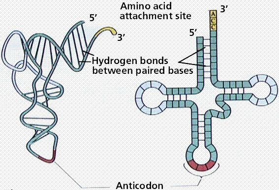 The peptidyl-transferase center in the 50S ribosomal subunit is attacked by a large number of existing antibiotics, now revealed at high resolution in 50S subunit crystal structures (Figure 8)