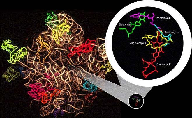 coli 50S: zbavena téměř všech bílkovin a přesto peptidylová reakce in vitro bez omezení proběhla = zřejmá úloha rrna (ribozymu) rrna LSU = přesná orientace atomů, jež spolu musí reagovat = modulace