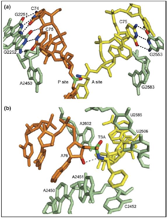 2 OH skupina A76 peptidyl-trna má klíčovou roli; její substituce vždy znamenala snížení aktivity 10 6 The mechanism of peptide bond formation on the ribosome.