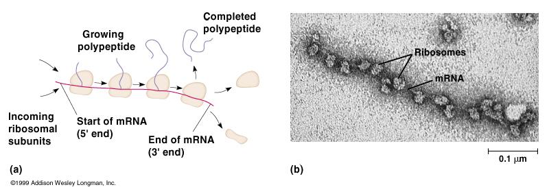 Poly(A)-vazebné bílkoviny, eif4e a eif4g vytváří kruhovou strukturu mrna 2. translace terminace 2.