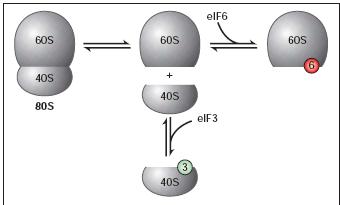 frakcí polysomální : cytosolické frakci) zpomalení pohybu ribosomů podél mrna = zvýšení počtu