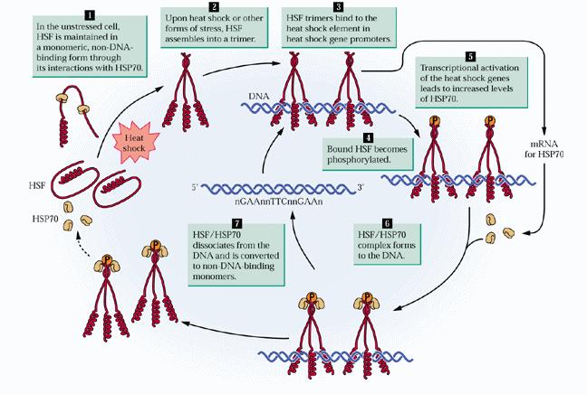 2.translace stres (př. interakce bílkovina DNA, bílkovina-bílkovina a úloha fosforylace bílkoviny) 2. translace- modifikace iniciace, stres Okamžitá exprese stresových bílkovin??? 1.