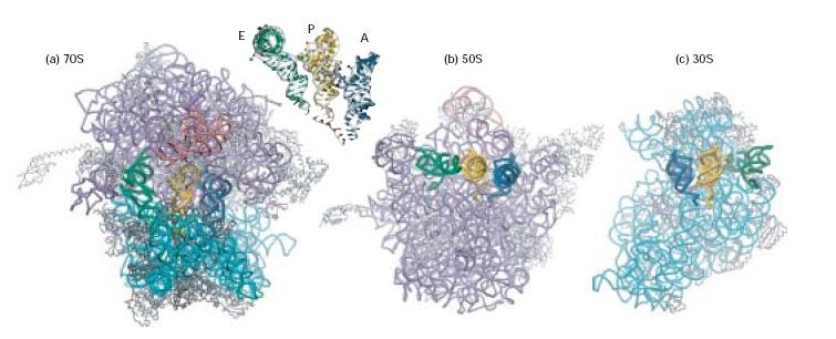 Translace - elongace Elongace = postupné přidávání aminokyselin k rostoucímu řetězci bílkovin Ribosom obsahuje 4 vazebná místa pro RNA: 1 místo pro mrna (při iniciaci) 3 místa pro trna (při elongaci)