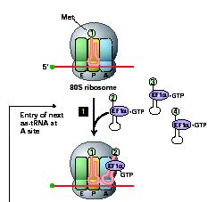 2.translation - elongation Elongace = růst nascentní bílkoviny : 3 stupně 2. Translace elongace = aminoacyl t-rna se pevně váže na ribosom = dekodující stádium pre-state uspořádání ribosomu 1.