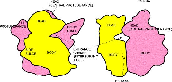 2.Translace elongace Funkčnost ribosomů : labilní napojování podjednotek + konfigurační proměnlivost obou podjednotek STRUKTURA A FUNKCE RIBOSOMU 1. Problém přesnosti elongace Jak je zajištěna:?