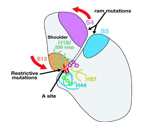 Tu-GDP poloha aminoacylovaného 3 konce t-rna v místě A blízko 3 konce imet-trna v místě P = Test správného ternárního komplexu v místě A + Konečné usazení komplexu v místě A How the ribosome